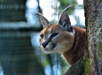 Big cat sighting at  Dartmoor beauty spot