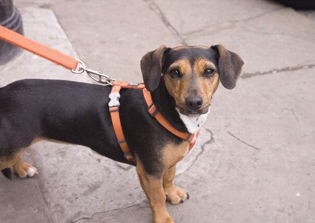 Keep dogs on leads to prevent sheep worrying, warn police