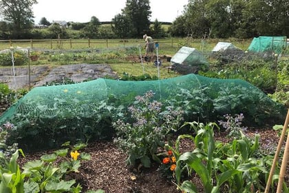 Allotments at Milton Abbot will soften blow of rising cost of living