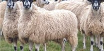 Twenty-five pregnant ewes stolen from Sourton farm