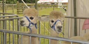 Alpacas aplenty at county show courtesy of Lakemoor 