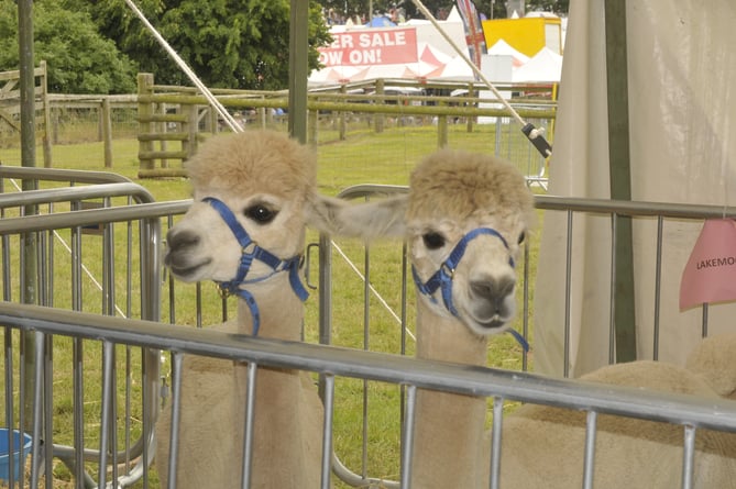 Lakemoor Alpacas of Dartmoor