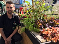 Shoppers urged to feast from street planters