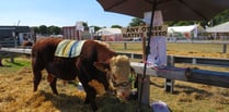 Okehampton Show is a scorcher!