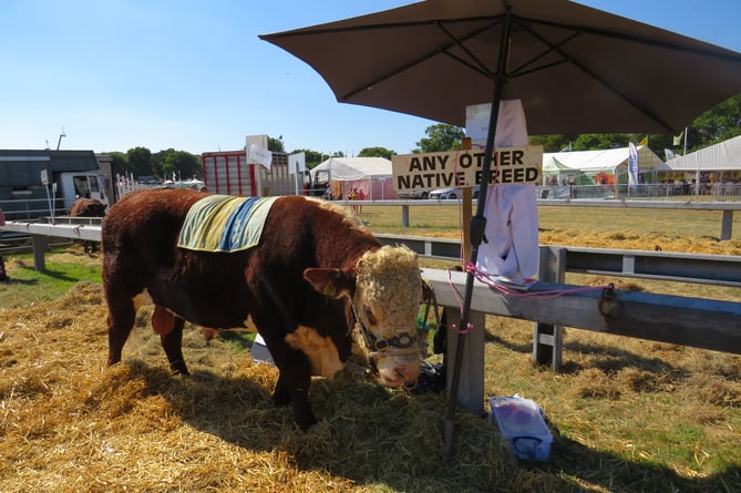 Okey Show 2022 cow cooling down