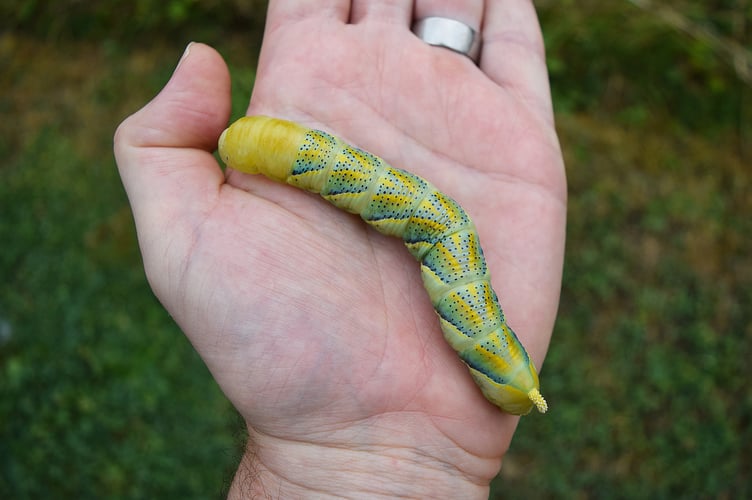 Extremely rare giant moth caterpillar found in a garden in Dartmoor, Devon. See SWNS story SWLNmoth. A spectacular caterpillar of rare moth species - best known for appearing on the poster for The Silence of the Lambs has been found in the UK. The giant and colourful caterpillar measuring several inches in length was discovered in a garden on west Dartmoor, Devon. The caterpillar is that of the deaths-head hawk-moth, a large migrant moth species which famously featured on the poster for the film The Silence of the Lambs.The adult moth is so called because of the distinctive skull-shaped marking behind its head on the back of its thorax, and the species has historically been a source of superstition and associated with death.
 