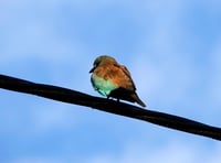 Twitchers flock to village to see rarity