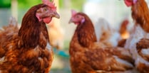 Bird flu: Chief Vet lifts Prevention Zone across the UK
