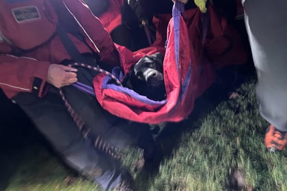 Injured dog rescued after falling 50ft at Burrator Reservoir dam 