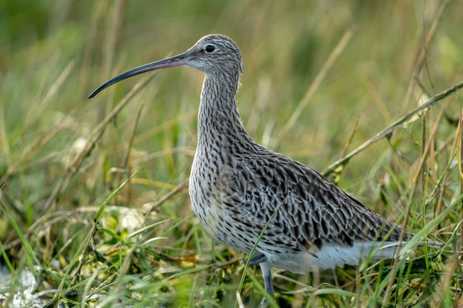 Curlew