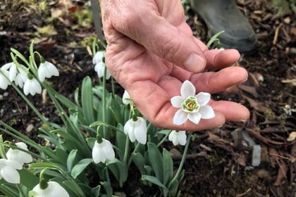 The Garden House shows off snowdrops