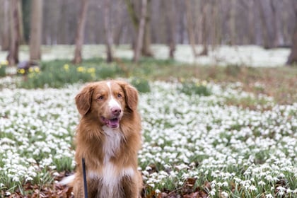 National Trust opens survey into dog-friendly places in the South West