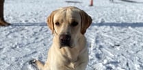 Tails of a school dog