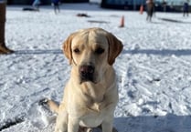 Tails of a school dog