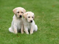 Could you be a volunteer for Guide Dogs?