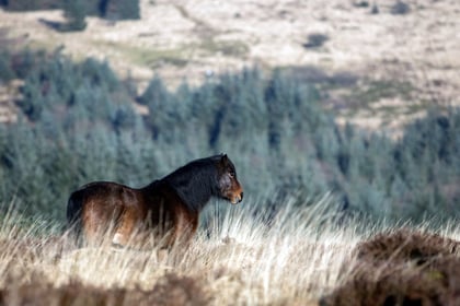 Charity hosts free walks at Bellever