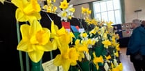 Sweet scent and golden blooms at Bere Ferrers Spring Show