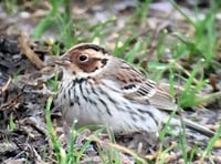 Spectacular rare bird spotted in the Valley