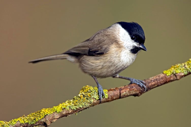 Willow tit