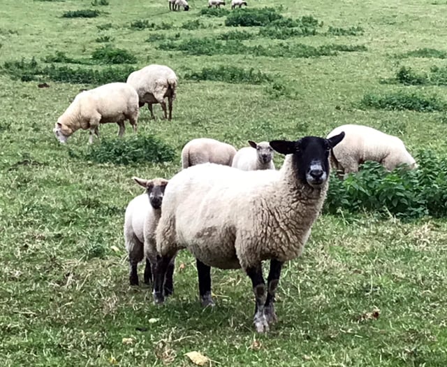 Dartmoor policy could destroy upland farming