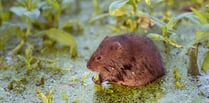 Can you help save the water vole? Volunteers needed to join survey