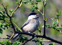 Nature recovery plans to encourage return of bird to the Tamar Valley