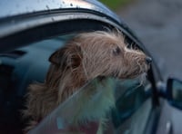 Police warn pet owners to not leave dogs in hot cars