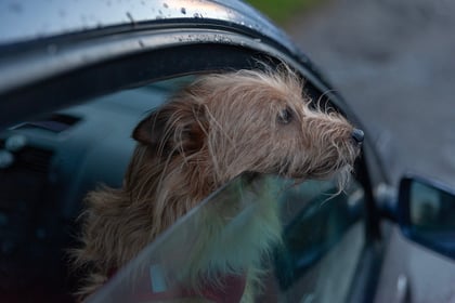 Police warn pet owners to not leave dogs in hot cars