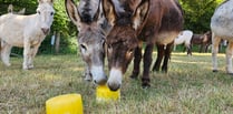 Keeping cool at The Donkey Sanctuary 