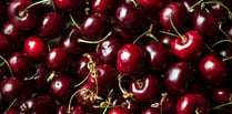 Pick your own cherries in July