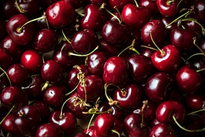 Pick your own cherries in July