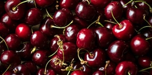 Pick your own cherries in July