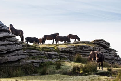 A change in fortune for Dartmoor ponies