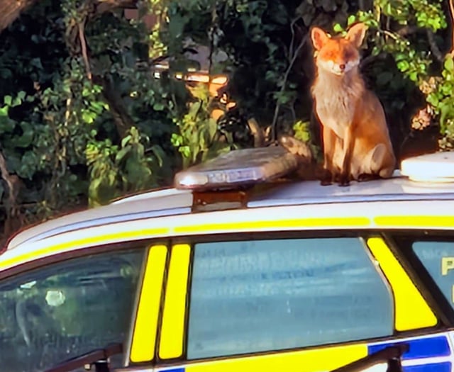 Cunning  culprit who left paw marks on police car...  was a fox