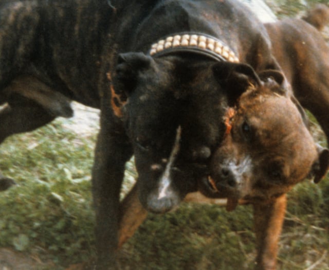 Call to report dog fighting to RSPCA