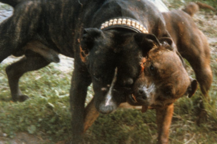 Dogfighting
two adult American Pit Bull type dogs in an illegal dogfight 
1007701
Please read our licence terms supplied with this image. All digital images must be deleted after authorised use unless otherwise agreed in writing.
Photograph by
RSPCA
www.rspcaphotolibrary.com 
Tel: 0870 754 0150     Fax: 0870 753 0048    email: pictures@rspcaphotolibrary.com



