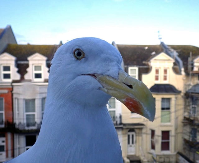 The town where feeding the gulls can get you fined