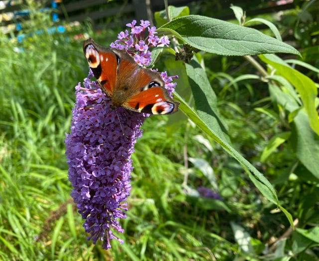 Community gardeners sought