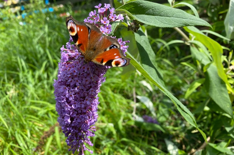 Tavistock Community Gardening volunteers encourage ecological diversity.