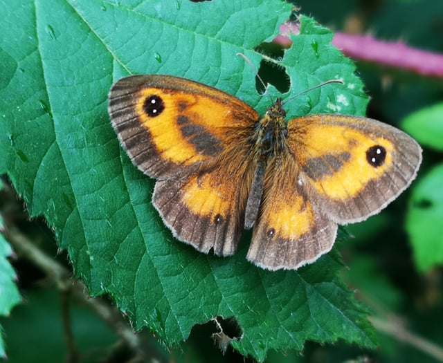 Get involved in the big butterfly count