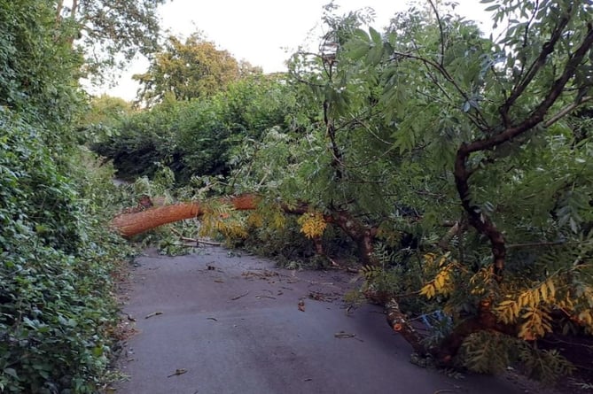 Tree in Dawlish felled by Storm Antoni.
Picture: Devon County Council (7-8-23)