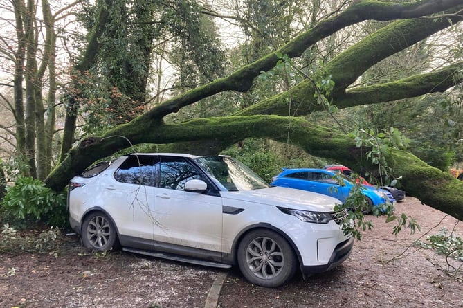 fallen tree in Tavistock