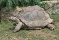 Man sentenced after discovery of dead giant tortoises
