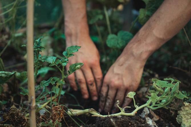 gardening