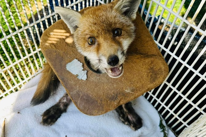 Fox cub with litter caught round his neck 