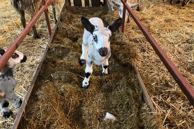 Greenwell farm lambing opens to the public