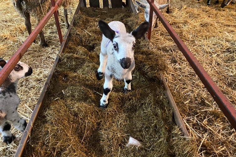 Greenwell farm lambing opens to the public