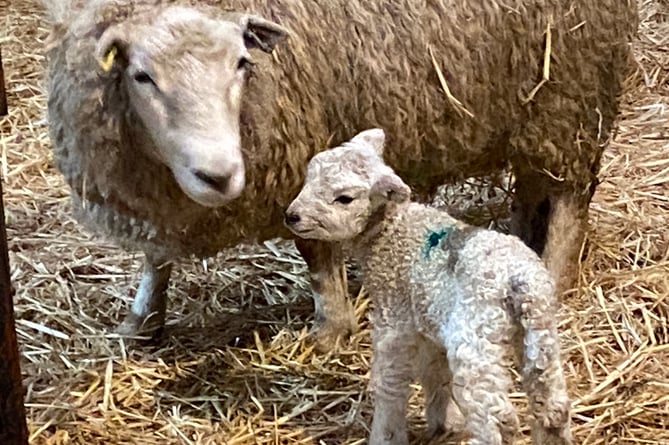 Greenwell lambing