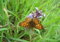 Devon’s rare butterflies in decline