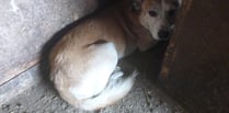 Smallholder admits ill-treating more than 200 dogs